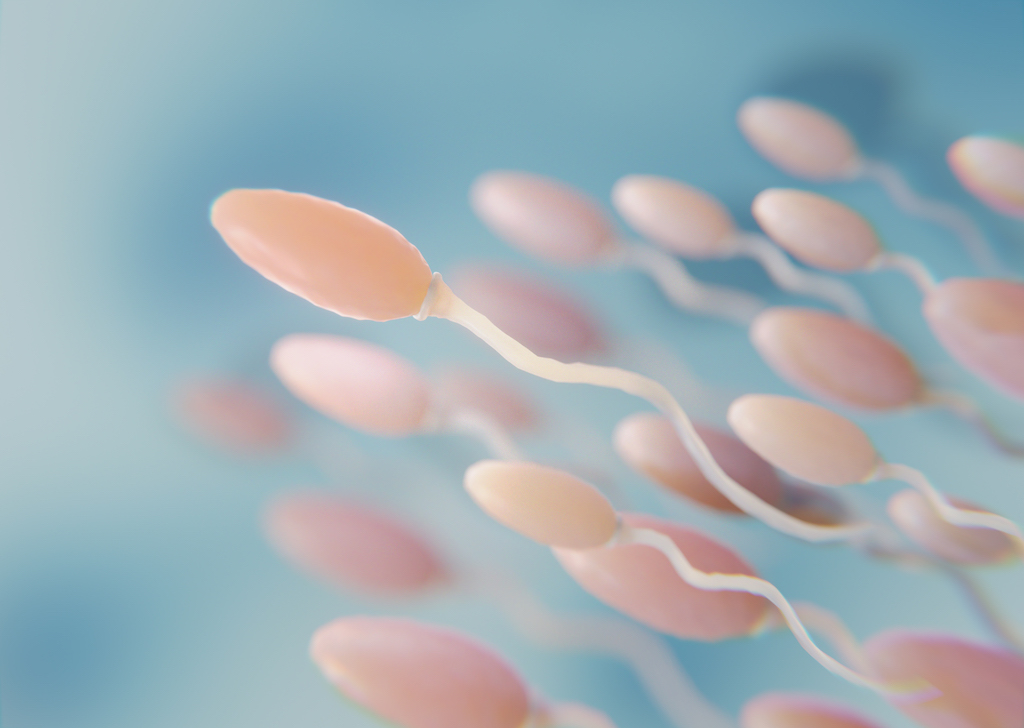 Infertilité masculine examen spermogramme